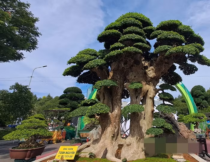 Từng có khách trả 23 tỷ đồng nhưng anh Toàn không bán cây duối cổ thụ. Ảnh: Dân Việt