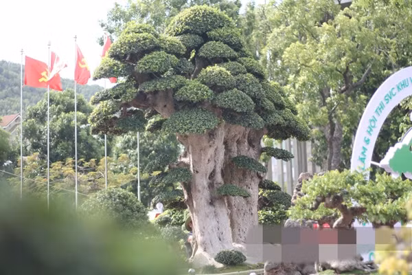 Đáng chú ý, tất cả đường thân cây duối rất hầm hố, tạo cảm giác kiên cường giống như người con của xứ Bình Định. Ảnh: Dân Việt