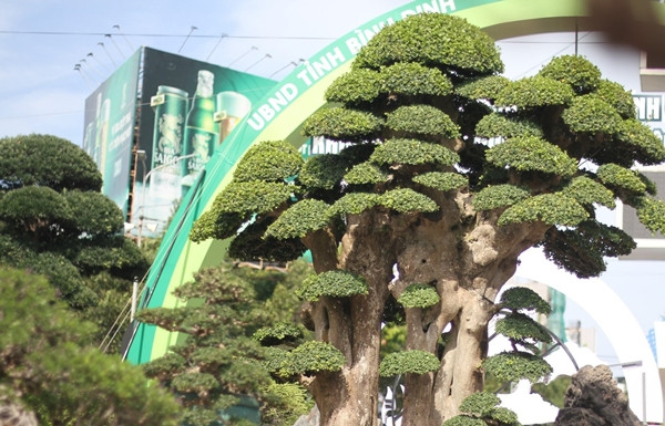 Cây duối có tuổi đời lên tới cả ngàn năm, dáng tựa như tháp Chăm cổ Dương Long (huyện Tây Sơn, Bình Định). Ảnh: Dân Việt