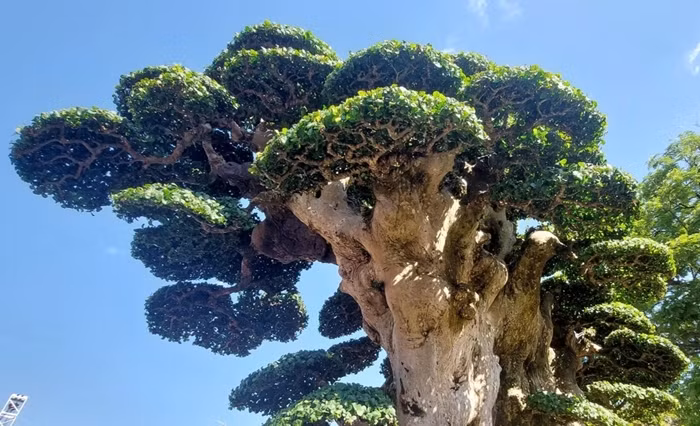 Phần tán trên cây duối đều và đẹp. Ảnh: Dân trí