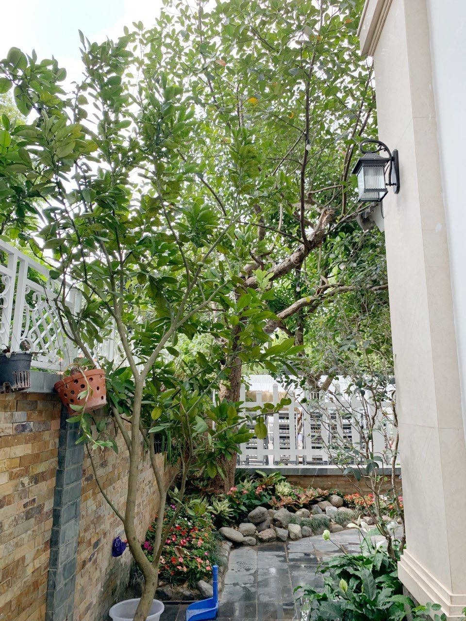 Khuôn viên quanh biệt thự không lớn nhưng đủ thiết kế khu vườn nhỏ với một số loại hoa, cây cảnh, cây ăn quả... Ảnh: Ngoisao