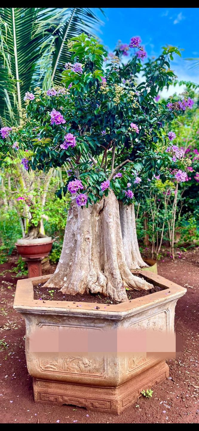 Bằng lăng bonsai được nhiều người ưa chuộng bởi gốc cây xù xì, cành lá sum suê, hoa màu tím rực rỡ. Ảnh: Vuonhungthinh