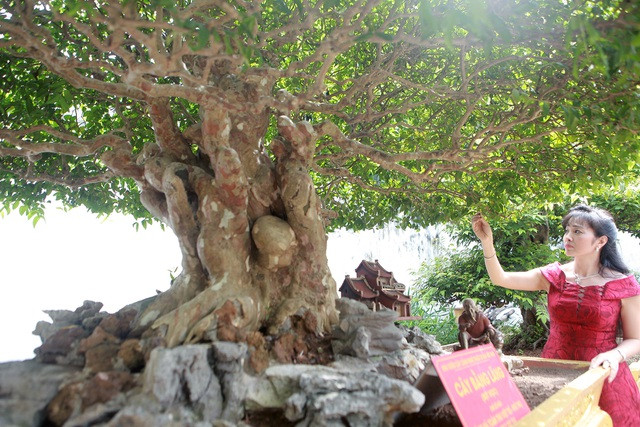 Cây bằng lăng được giới cây cảnh đánh giá cao bởi hội tụ đầy đủ các yếu tố của một cây cảnh nghệ thuật. Cây cao 1,3m, hoành thân 50cm, với độ rộng của tán lên đến gần 2m. Ảnh: Dân trí