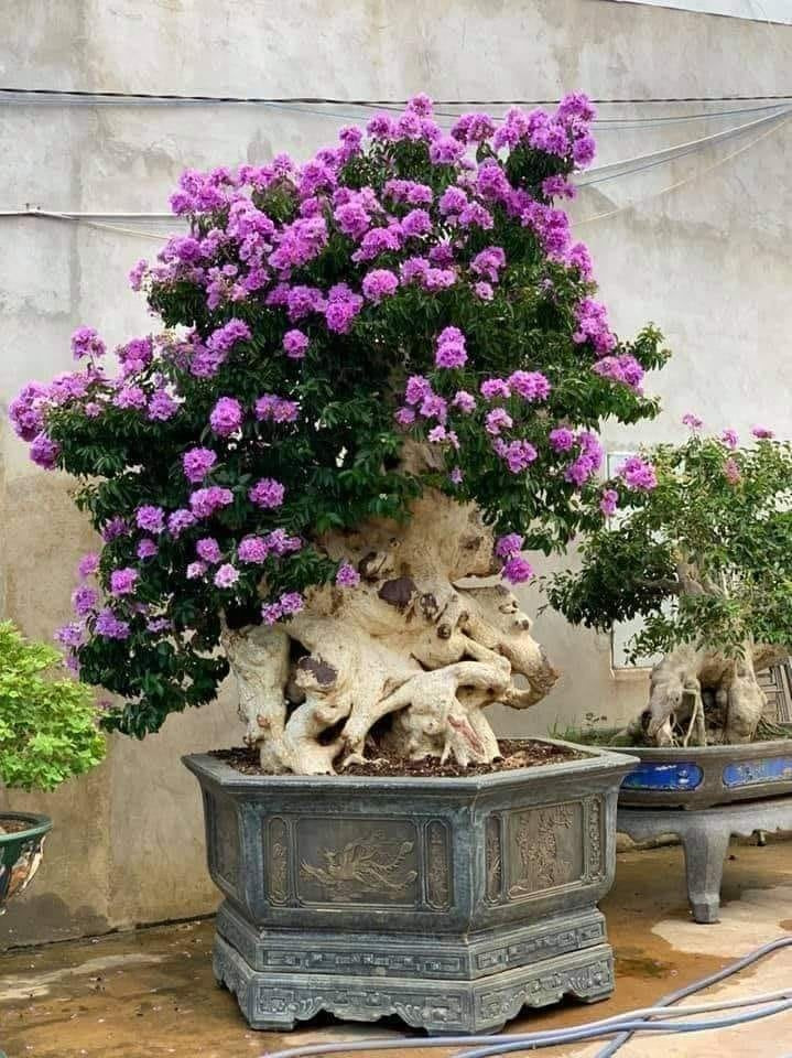 Cây bằng lăng có ưu điểm là khả năng chịu hạn tốt, hoa đẹp. Ảnh: Facebook