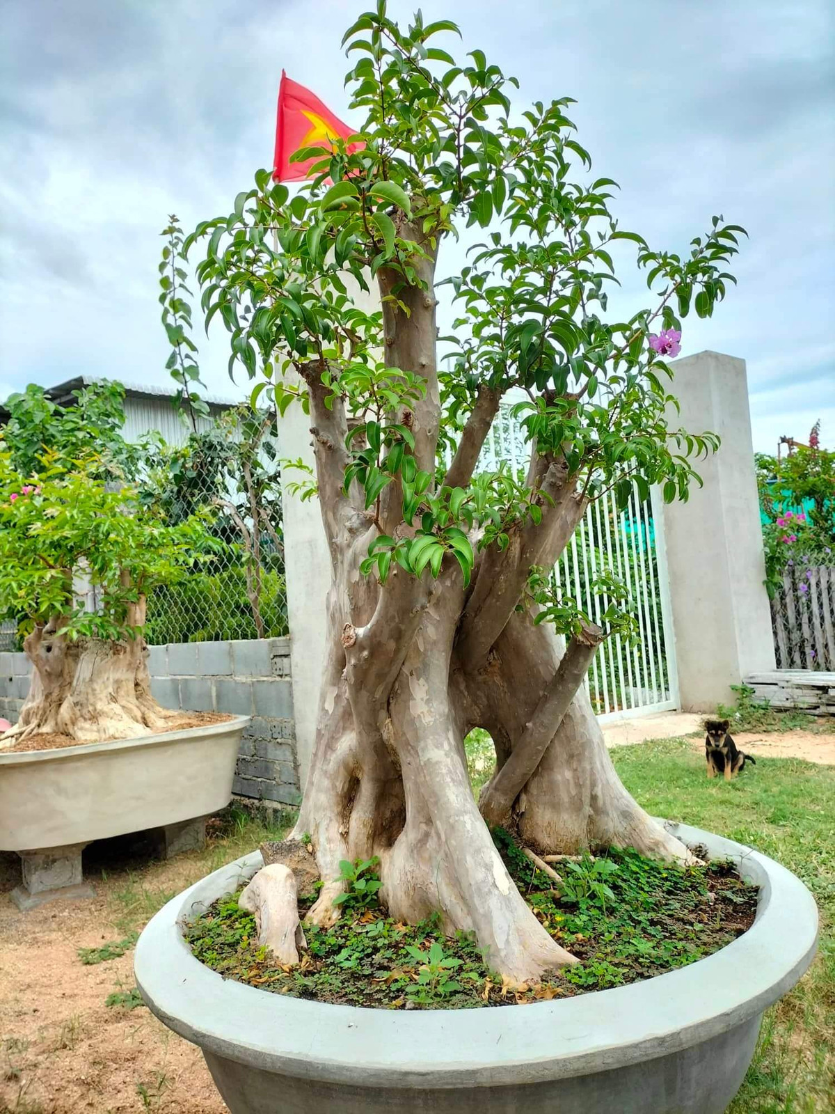 Bằng lăng rừng bonsai cổ thụ độc đáo. Ảnh: Vuonhungthinh