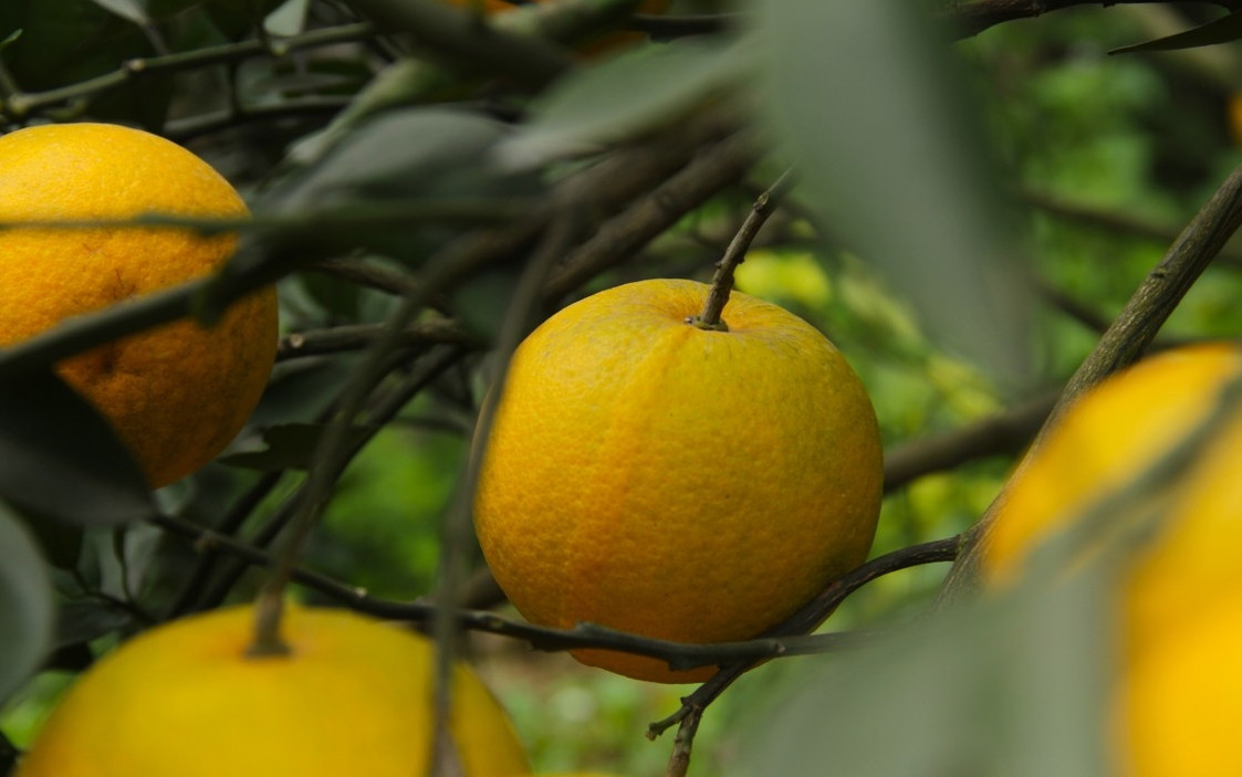 Trung bình, đặc sản " cam tiến vua" có giá dao động từ 80.000 – 100.000 đồng/quả. Những trái cam nhỏ giá thấp hơn 1 chút. Ảnh: Tiền phong