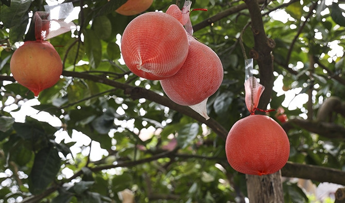 Hơn một tháng nữa mới đến Tết Giáp Thìn 2024, nhưng bưởi đỏ Đông Cao (hay còn gọi bưởi tiến vua) ở xã Tráng Việt, huyện Mê Linh, Hà Nội đã gần như "cháy hàng". Ảnh: Báo tin tức