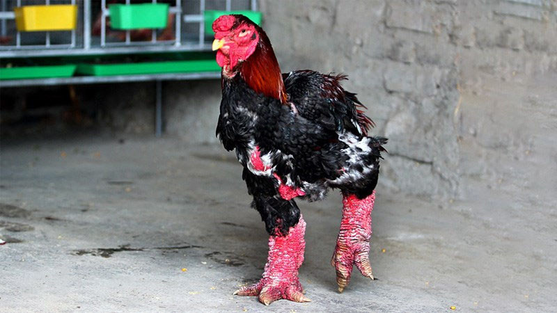 Gà Đông Tảo (Khoái Châu, Hưng Yên) là một loại gà quý hiếm từng được chọn để làm lễ vật dâng lên vua chúa ngày xưa. Ngày nay, gà Đông Tảo được săn lùng để làm quà biếu Tết, giá trung bình từ 350.000 - 600.000 đồng/kg. Ảnh: Điện máy xanh