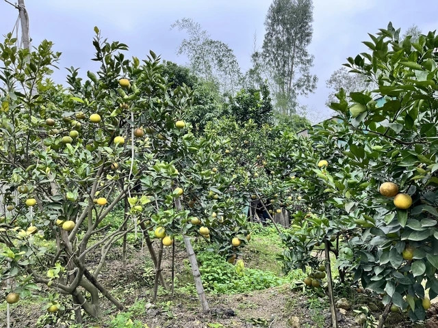 Theo các chủ vườn, sản lượng cam năm nay sụt giảm vì thời tiết bất thường khiến cam rụng nhiều. Tuy nhiên, chất lượng cam vẫn được đảm bảo. Ảnh: Suckhoedoisong