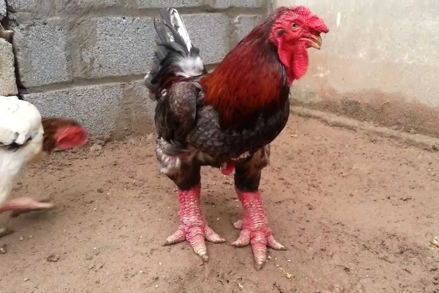 Gà Đông Tảo trưởng thành nặng từ 4-7kg nên khách hàng muốn mua một con gà Đông Tảo, phải bỏ ra 1,5 - 4 triệu đồng. Đặc biệt, những con gà có hình thức đẹp, chân to thì giá trị phải lên 50 triệu đồng/con. Ảnh: Vietnamnet