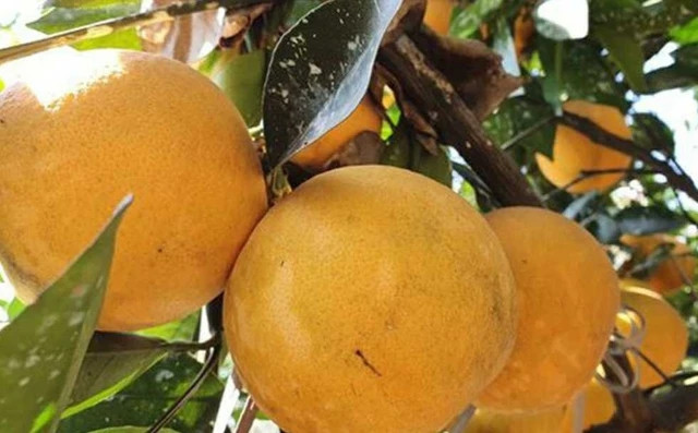 Cam Xã Đoài đắt nhưng vẫn hút khách đến mua, chủ yếu để biếu Tết. Thậm chí, một số khách còn đặt cọc tiền chờ đến Tết Nguyên đán sẽ cắt. Ảnh: Suckhoedoisong