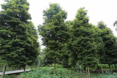 Một trong những lý do khiến gỗ nanmu vàng đắt đỏ là bởi chúng rất hiếm. Loài cây này phát triển chậm.