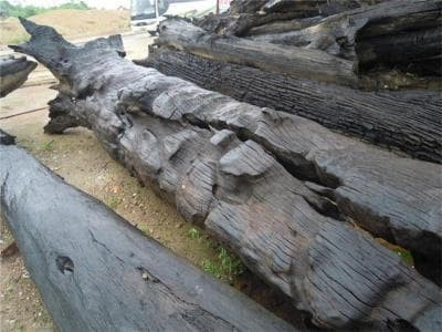 Do đó, để có được một cây nanmu vàng cần phải có công sức của nhiều thế hệ.