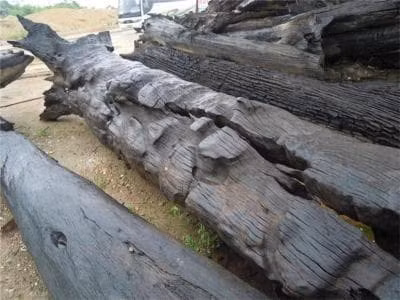 Do đó, để có được một cây nanmu vàng cần phải có công sức của nhiều thế hệ.