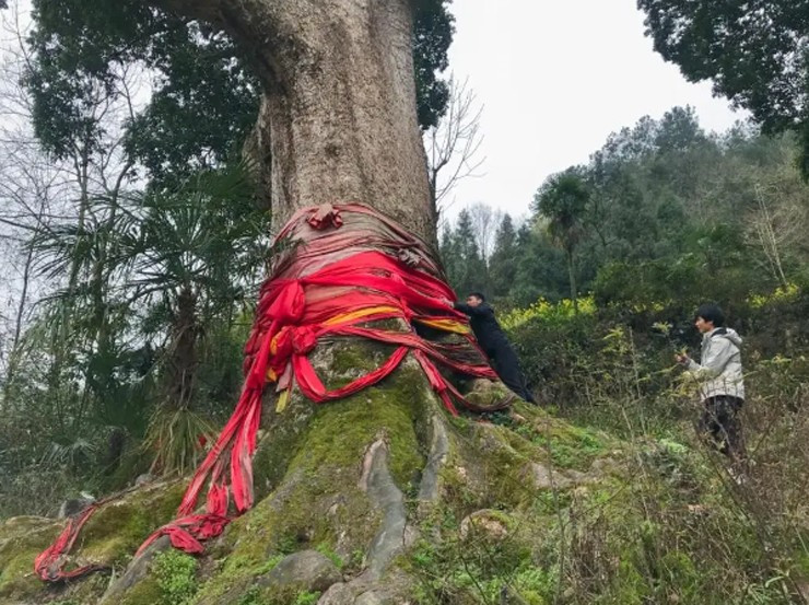 Cây nanmu vàng cao hơn 30 mét, thân thẳng. Môi trường sinh trưởng của nanmu vàng đòi hỏi khắt khe, chủ yếu ở các thung lũng ẩm ướt cận nhiệt đới và ven sông ở độ cao 1.000 đến 1.500 mét.