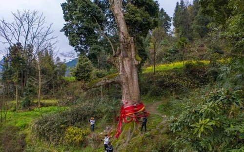 Đáng chú ý, những tinh thể vàng do nanmu tạo ra trong thớ gỗ sau hàng trăm năm sinh trưởng như những sợi tơ dệt từ vàng.
