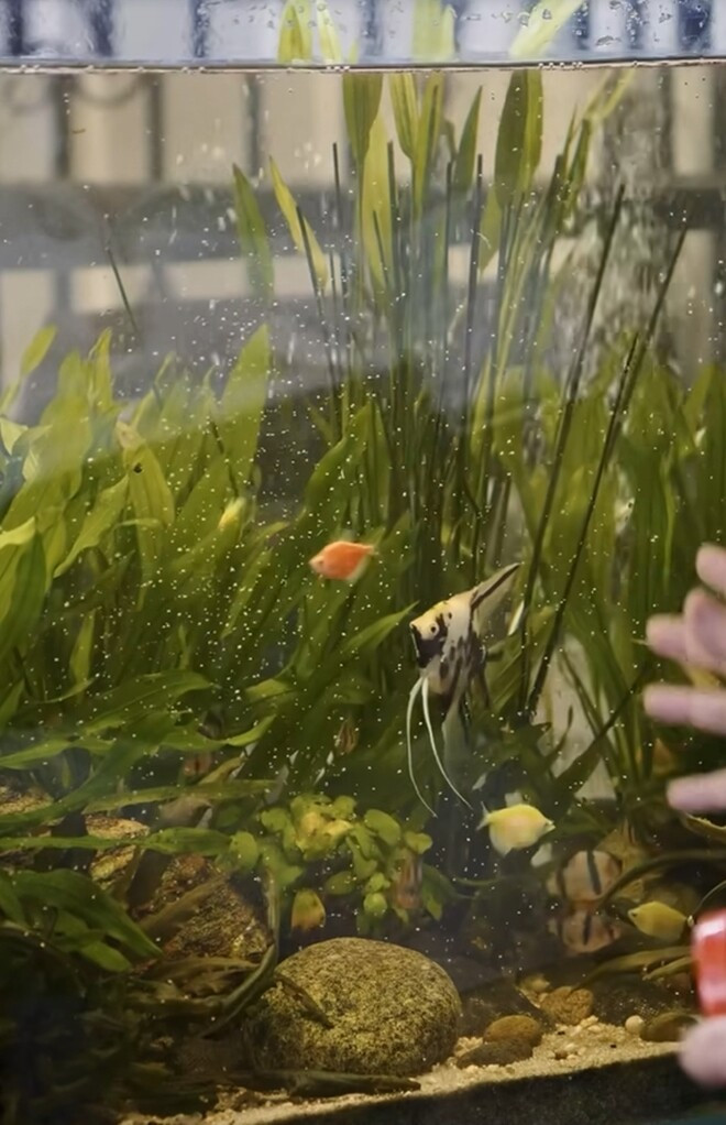 Những con cá nhiều màu sắc này giá có khi chỉ 100.000 đồng. Ảnh chụp màn hình