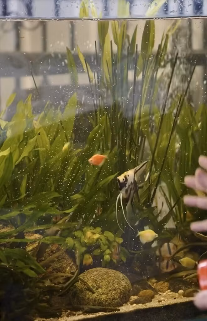 Những con cá nhiều màu sắc này giá có khi chỉ 100.000 đồng. Ảnh chụp màn hình