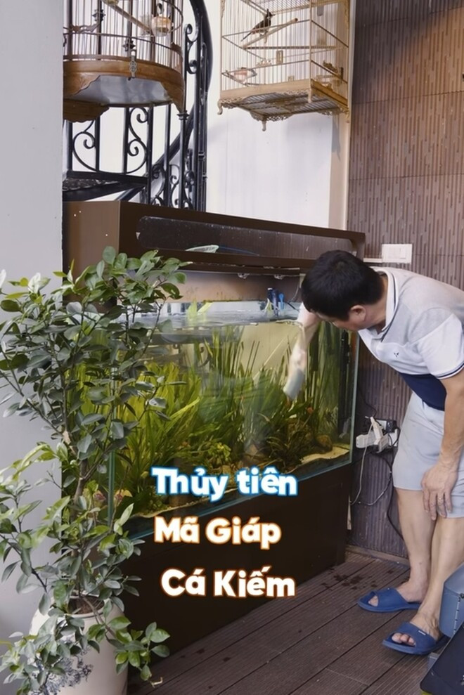 Trong bể cá của nghệ sĩ Chí Trung có Thủy Tiên, Mã Giáp, Cá Kiếm... Ảnh chụp màn hình