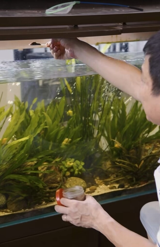 Khi cho cá ăn, Chí Trung trìu mến gọi "Lên ăn các con ơi". Ảnh chụp màn hình