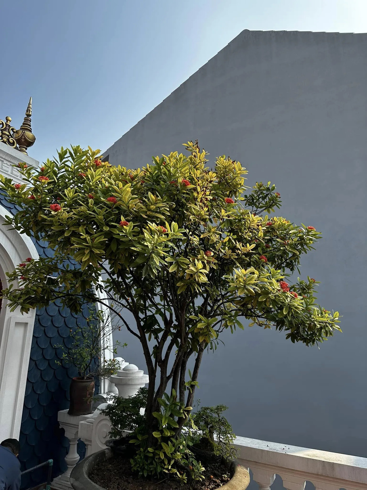 Một góc trên sân thượng của căn biệt thự. Ảnh: FBNV