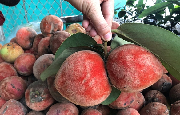 Tháng 7, tháng 8 hàng năm là mùa chín rộ của trái đào hồng nhung ở Sóc Trăng. Quả này giống như trái đào nhưng màu sắc tương tự trái hồng, vỏ phủ lớp mịn như nhung. Ảnh: Dân Việt