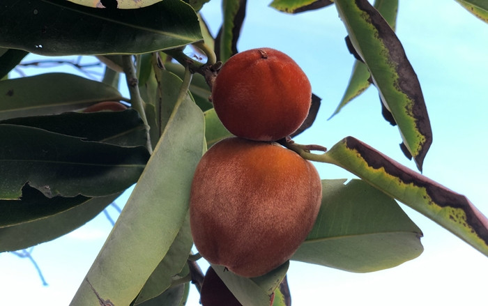 Đào hồng nhung được trồng nhiều ở xã Phú Tân, huyện Châu Thành (Sóc Trăng). Vì cây cho quả đẹp, từng chùm lúc lỉu màu hồng đẹp mắt nên được trồng ở sân vườn, sân chùa làm cảnh. Ảnh; Dân Việt