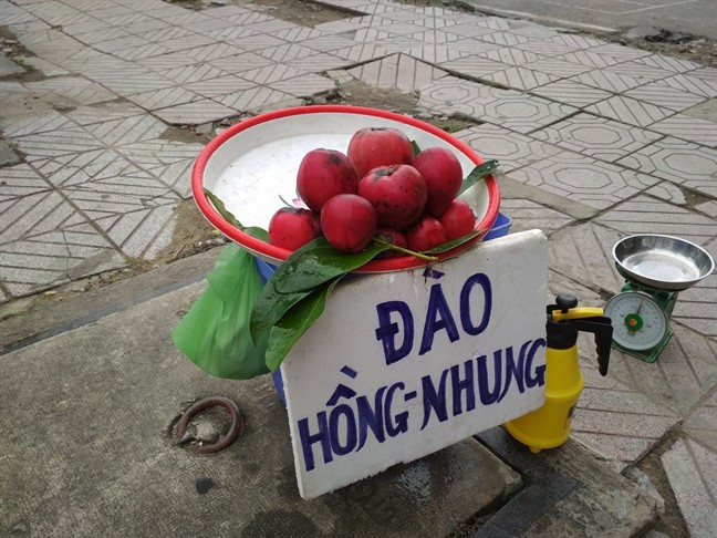 Từ loại quả chỉ để làm cảnh, giờ đây những trái đào hồng nhung được bán trên vỉa hè ở Sài Gòn với giá 100.000 đồng/kg. Ảnh: Facebook