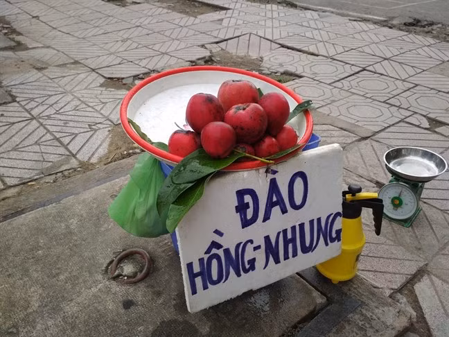 Từ loại quả chỉ để làm cảnh, giờ đây những trái đào hồng nhung được bán trên vỉa hè ở Sài Gòn với giá 100.000 đồng/kg. Ảnh: Facebook