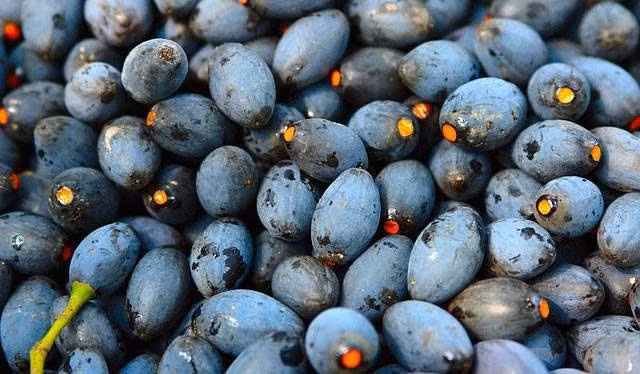 Theo đó, nghề hái trám cũng trở nên hot, mỗi ngày công có thể lên tới vài trăm nghìn đồng. Ảnh: Internet