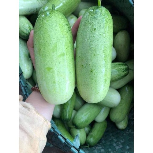 Dưa mèo có giá dao động từ 30.000 - 50.000 đồng/kg, tuỳ thời điểm. Đầu mùa, giá dưa mèo khá đắt đỏ do khan hiếm song người sành ăn vẫn chịu chi. Ảnh: VinMart