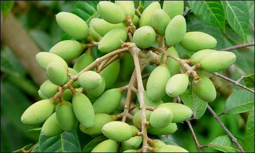 Tại các chợ dân sinh hay chợ mạng, quả trám được rao bán với giá từ 70.000 - 150.000 đồng/kg. Ảnh: Internet