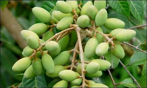 Tại các chợ dân sinh hay chợ mạng, quả trám được rao bán với giá từ 70.000 - 150.000 đồng/kg. Ảnh: Internet