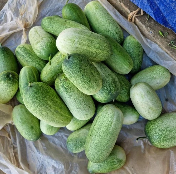 Sau này, khi du lịch vùng cao phát triển, bà con hái quả đem bán dưa mèo cho khách du lịch. Nhờ đó, dưa mèo trở thành đặc sản được dân phố lùng mua. Ảnh; Dân Việt