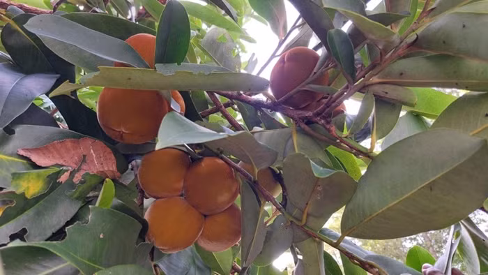 Do đào hồng nhung ngày càng đắt khách nên bà con địa phương nhân giống bằng cách ươm hạt, thành lập tổ hợp tác để phát triển và duy trì. Ảnh: Kinhtedothi