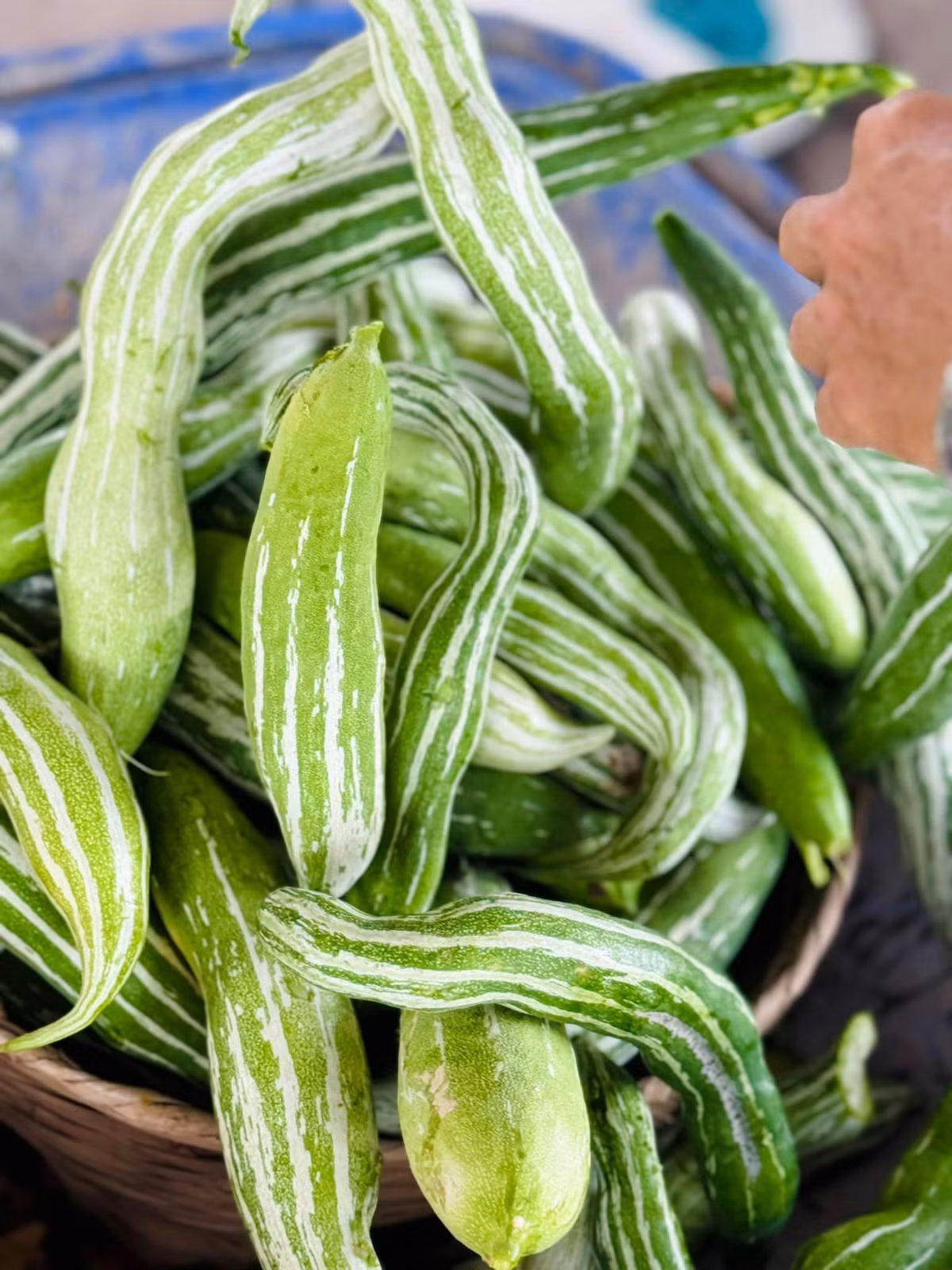 Nữ ca sĩ thu hoạch được nhiều trái trong vườn nhà dù nắng nóng kéo dài.