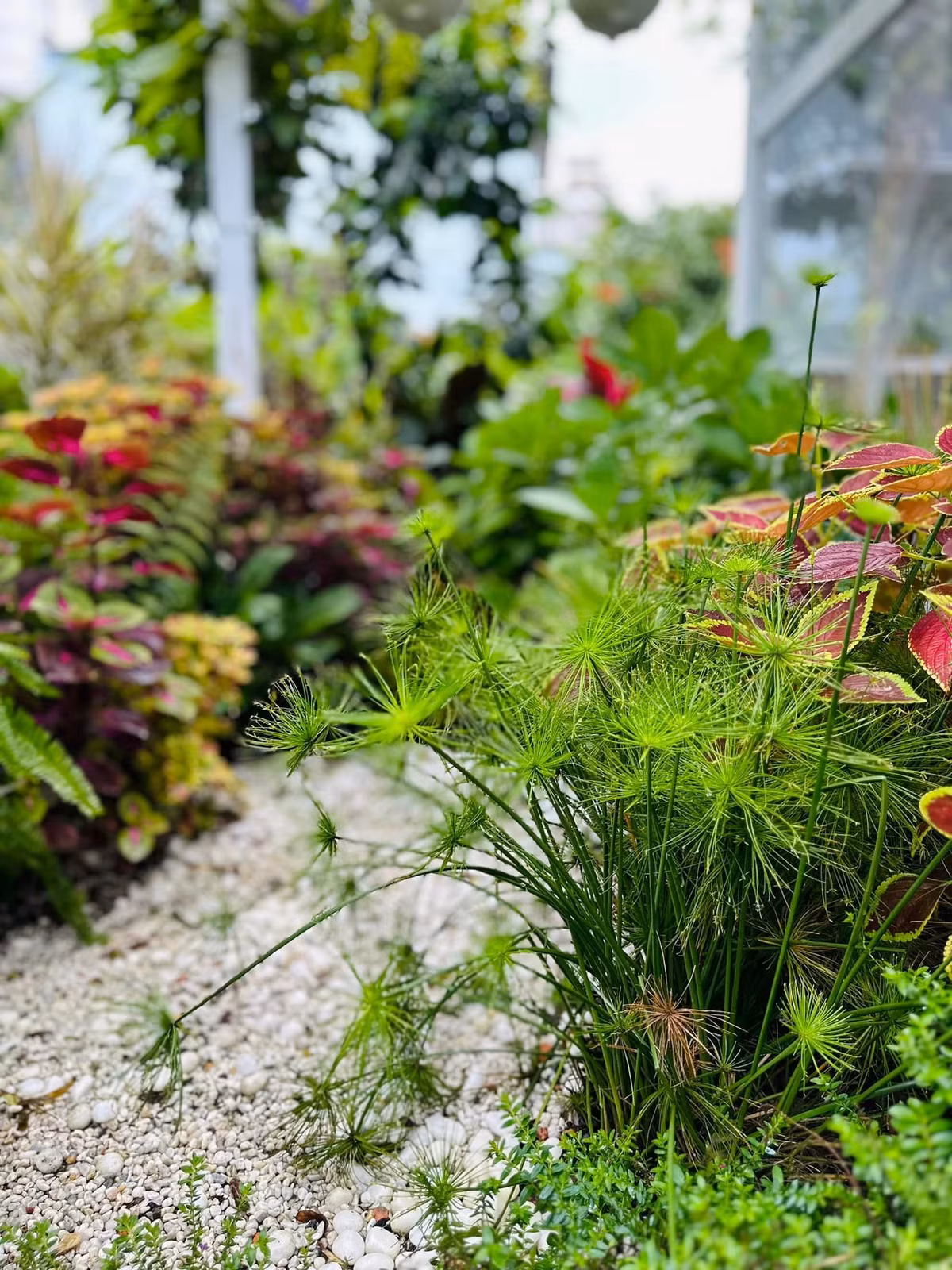 Rất nhiều hoa cỏ xinh xắn ngập tràn trong khu vườn của ca sĩ Mỹ Lệ. 