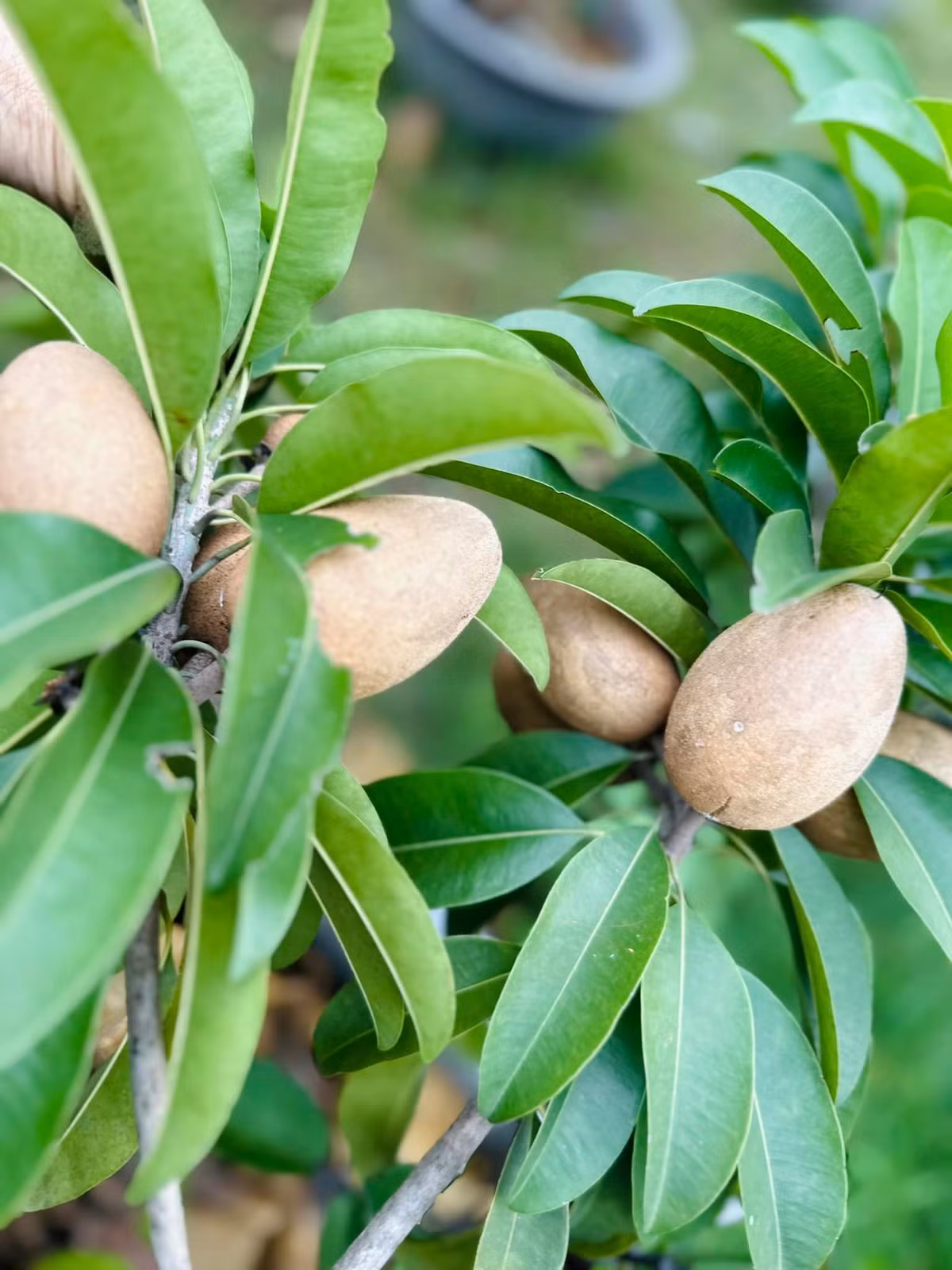 Hồng xiêm quả sai trĩu cành. Nguồn ảnh: FBNV