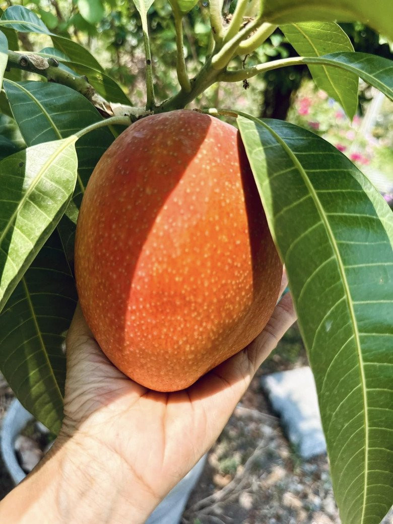 Xoài thơm lừng mà ngọt như cục đường.