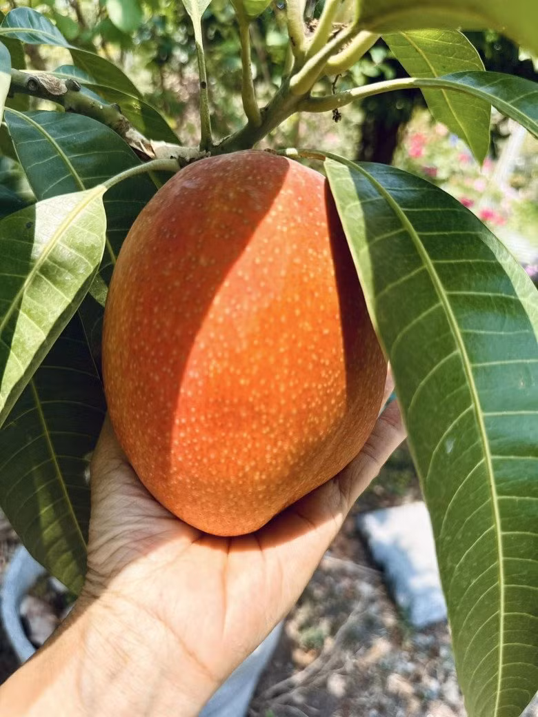 Xoài thơm lừng mà ngọt như cục đường.