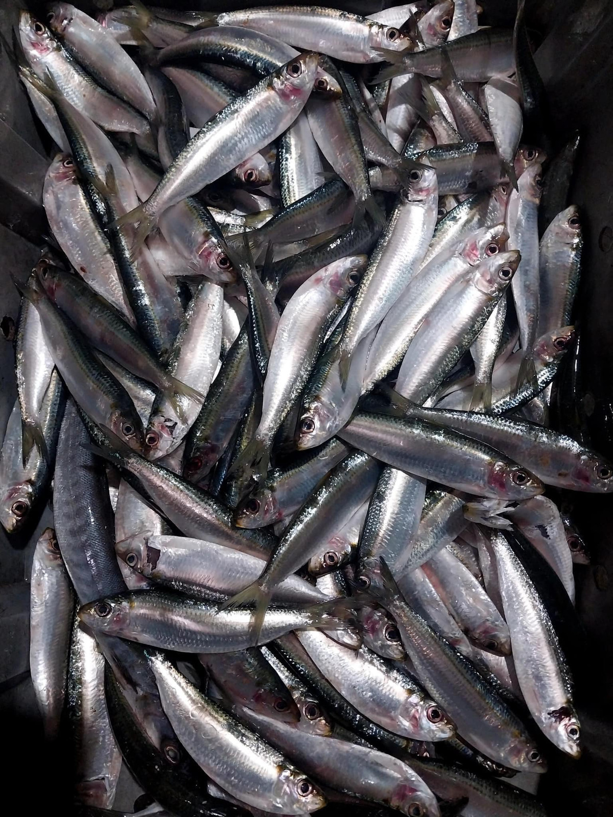 Nhưng hiện nay tại Hà Nội, việc tìm mua cá trích không còn đơn giản như trước. Do đó, mỗi khi thấy có người bán cá trích trên mạng, nhiều người lập tức đặt hàng ngay dù giá từ 70.000 - 100.000 đồng/kg. Ảnh: Facebook