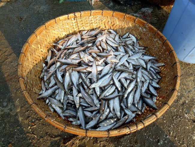 Đến mùa, cá tép dầu nhiều vô kể, người dân đem về ăn không hết dùng làm mắm. Tuy nhiên, mấy năm nay cá tép dầu lên đời thành đặc sản ở thành phố. Ảnh: Facebook