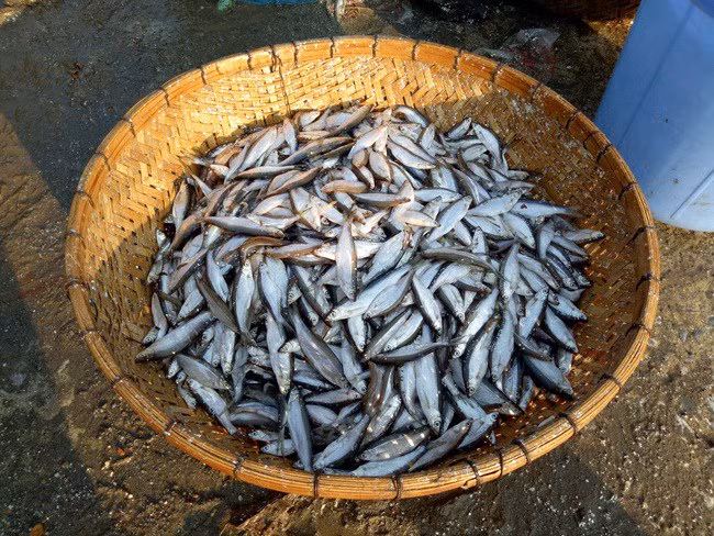 Đến mùa, cá tép dầu nhiều vô kể, người dân đem về ăn không hết dùng làm mắm. Tuy nhiên, mấy năm nay cá tép dầu lên đời thành đặc sản ở thành phố. Ảnh: Facebook