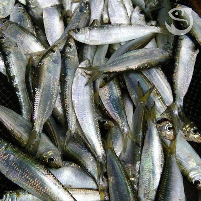 Cá trích thường được tìm thấy ở khu vực biển của miền Trung. Loại cá này bé, nhiều xương nên trước kia không nhiều người quan tâm, thường có giá "rẻ như cho". Ảnh: Facebook