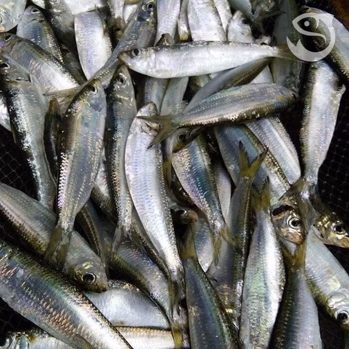 Cá trích thường được tìm thấy ở khu vực biển của miền Trung. Loại cá này bé, nhiều xương nên trước kia không nhiều người quan tâm, thường có giá "rẻ như cho". Ảnh: Facebook