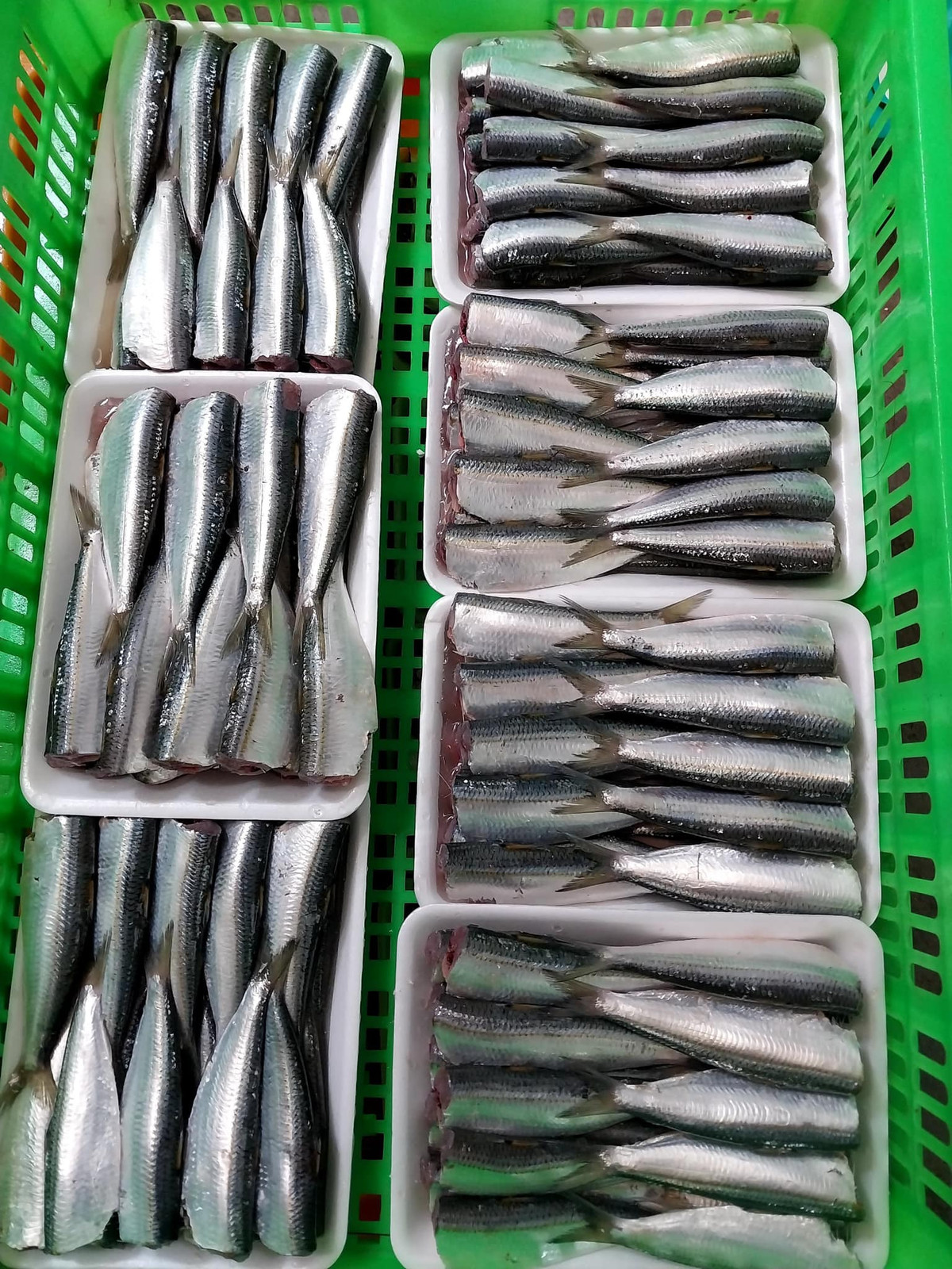 Dù nhỏ bé nhưng cá trích lại có thịt trắng, mùi thơm dễ chịu và vị béo ngậy, không tanh khi thưởng thức. Ảnh: Facebook