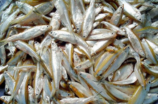 Loại cá này có kích thước nhỏ, chỉ bằng lá tre, chiều dài chừng 5-7cm, chiều ngang khoảng 1cm. Ảnh: Dacsantaybac