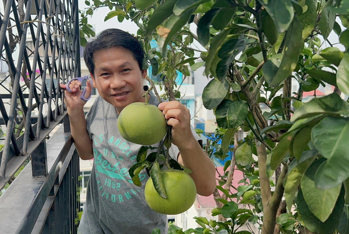 Thành quả thu hoạch của Trọng Tấn là hàng chục trái bưởi to đều không kém gì trồng tại một khu vườn rộng. Ảnh: FB Trọng Tấn