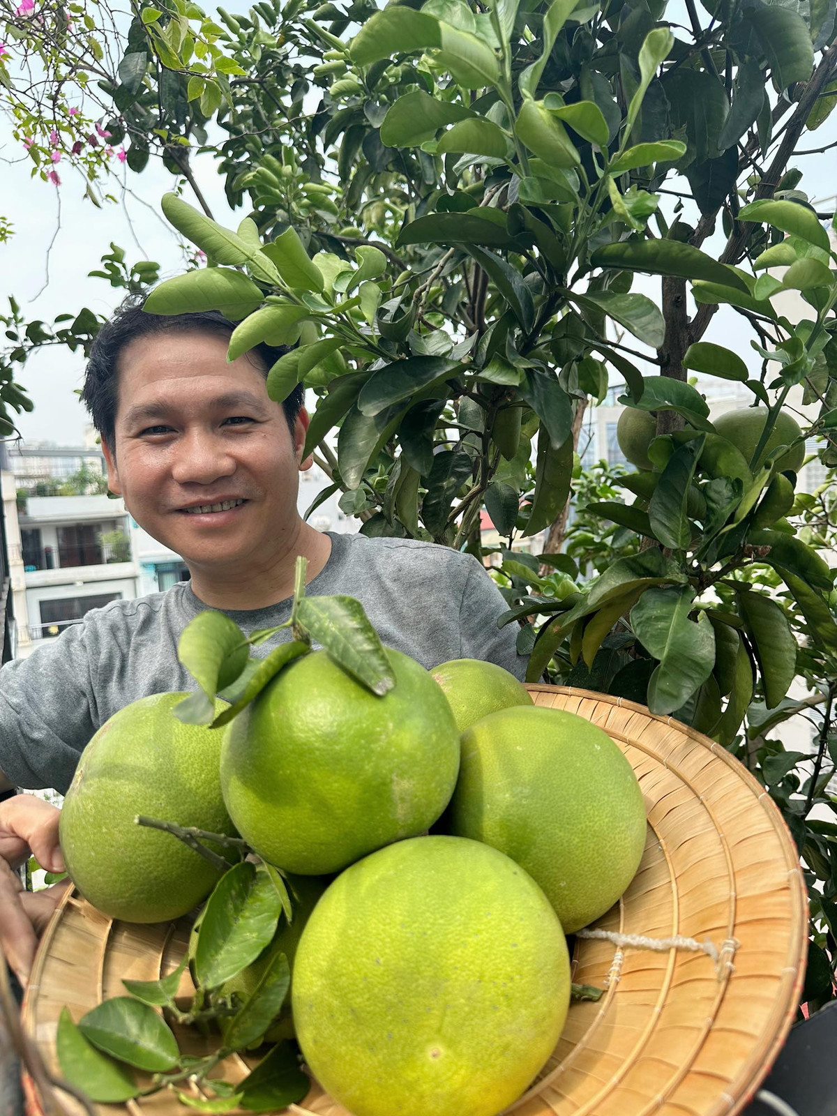 Bí quyết để bưởi cho quả to của Trọng Tấn là đào gốc, cắt bớt rễ già và bón thêm đất, phân gà khô, phân bò. Ảnh: FB Trọng Tấn