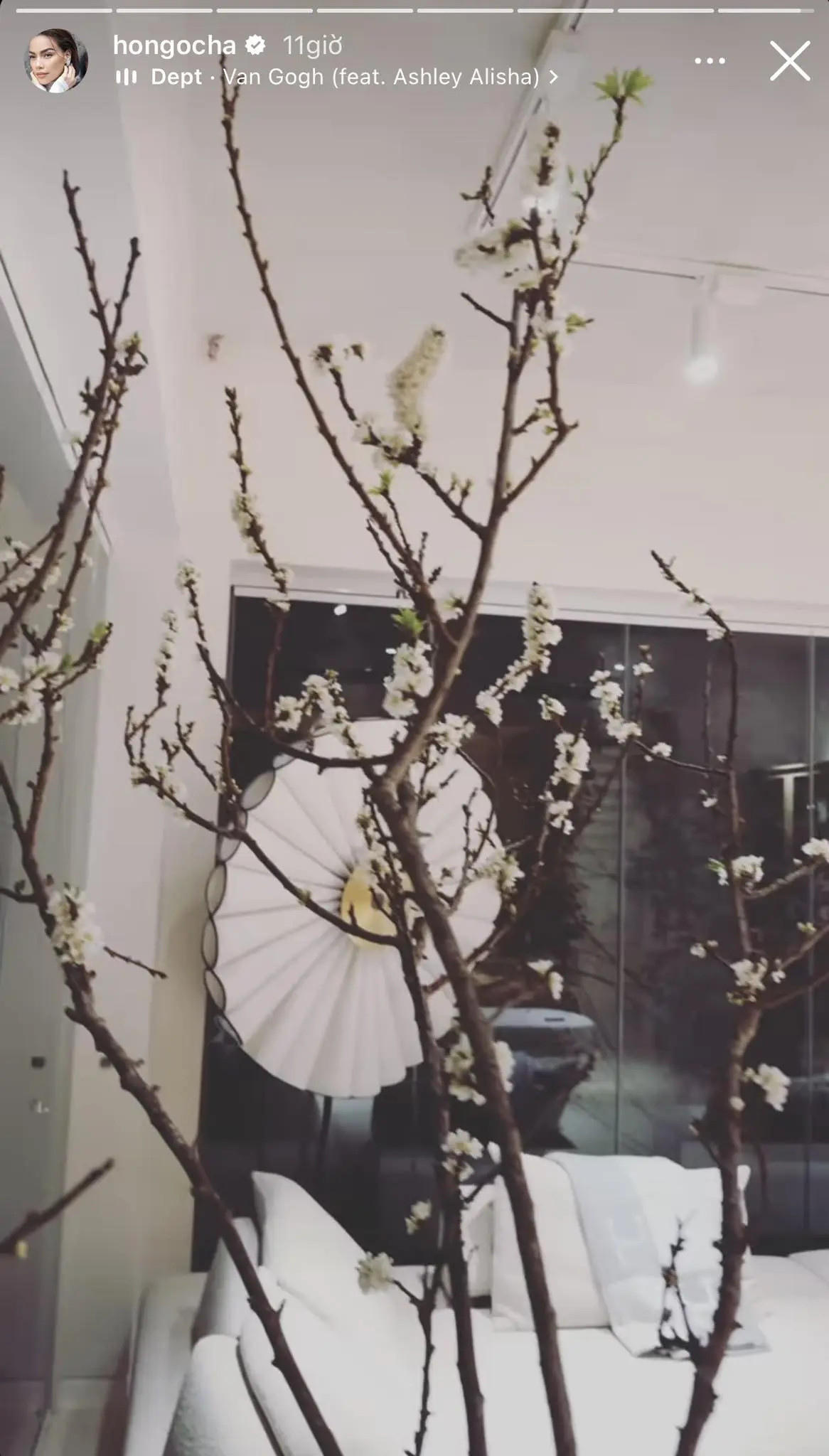 Cành mận trổ bông trắng.